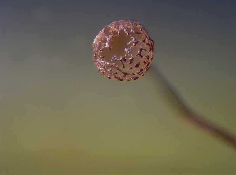 Cribraria languescens?